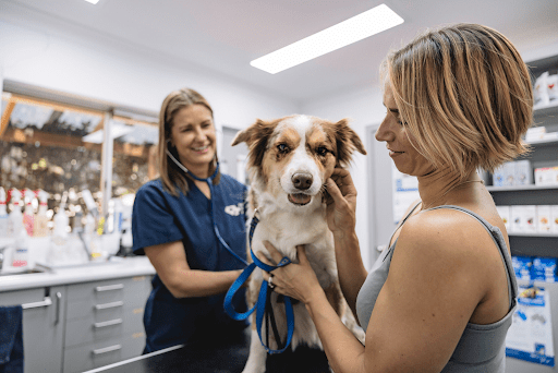 Veterinarian wearing blue scrubs uses a stethoscope to examine a tri-color dog held by its owner in a clinic.